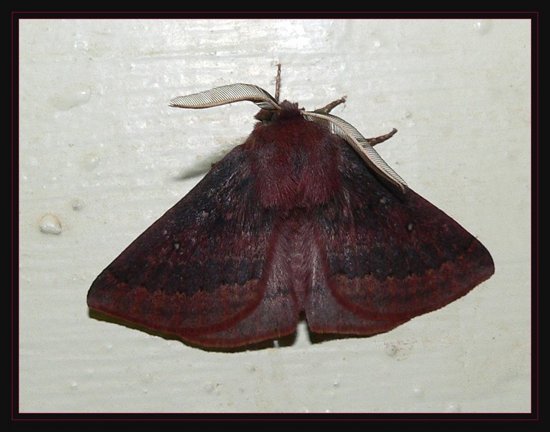 moth 507a.jpg