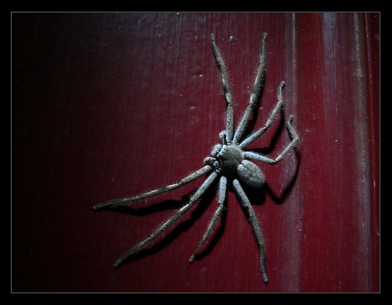 spider 507a.jpg