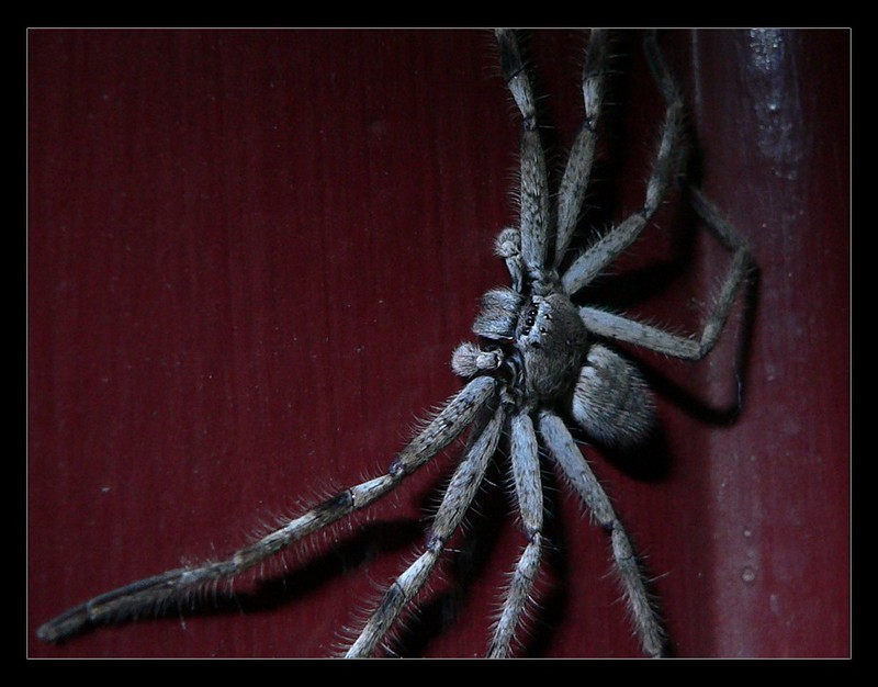 spider 507b.jpg
