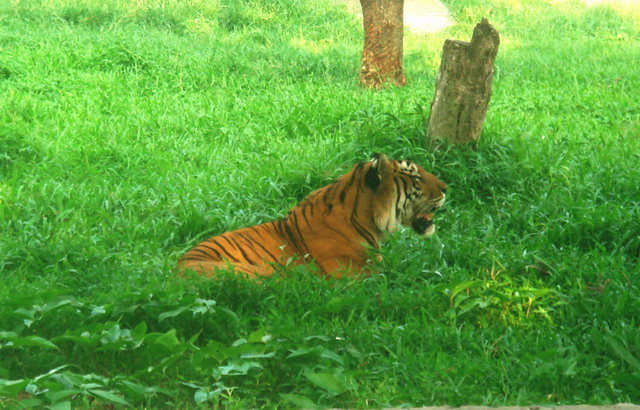 royal bengal tiger-dhaka.jpg