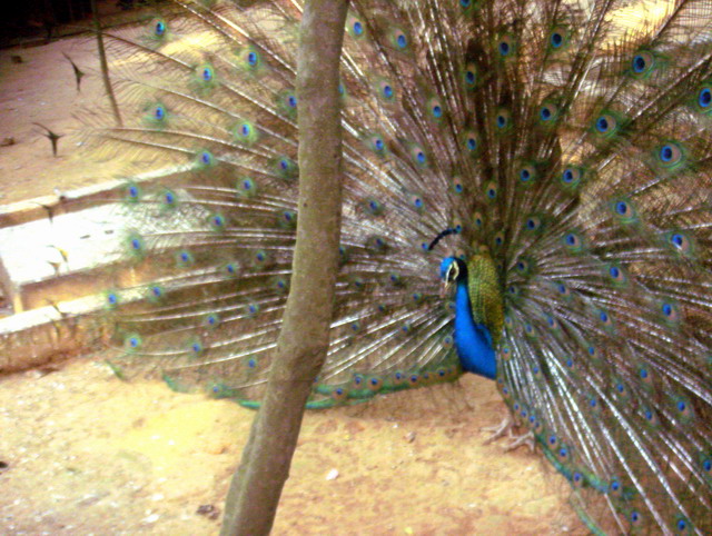 peacock-dhaka.jpg