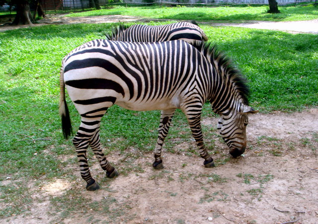 zebra-dhaka.jpg