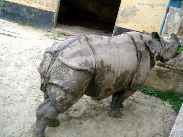 rhino-dhaka.jpg