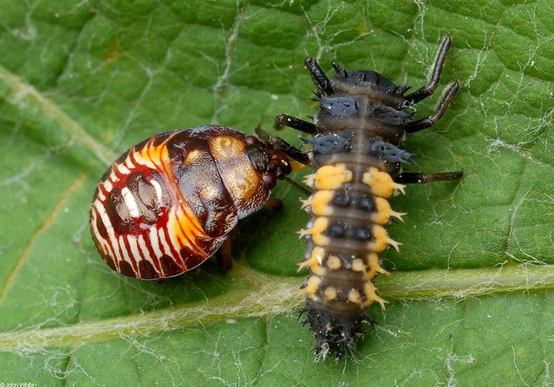 An immature Two Spotted Stink Bug (Perillus bioculatus) feeding on a Nine-Spotted Ladybird Beetle larva (Coccinella novemnotata).JPG