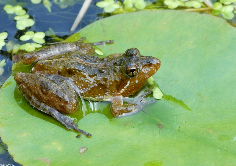 Coastal Plain Cricket Frog  (Acris gryllus gryllus)004.JPG
