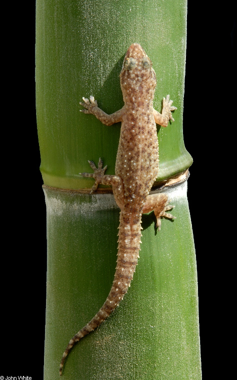 Mediterranean Gecko (Hemidactylus turcicus)010.JPG