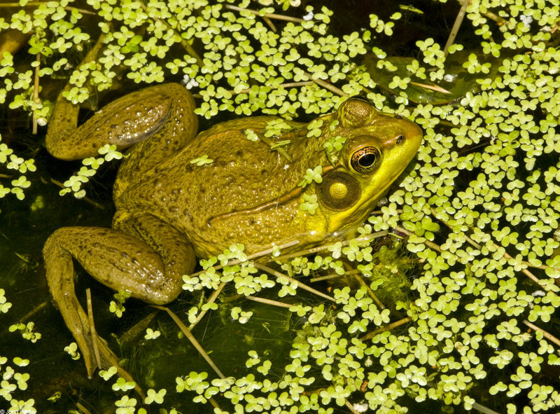 Northern Green Frog (Rana clamitans melanota).JPG