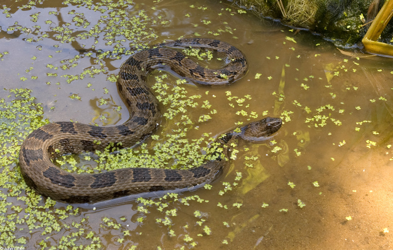 Brown Water Snake (Nerodia taxispilota).jpg