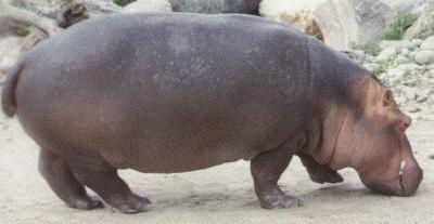 hippopotamusc.jpg