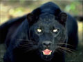 panther-black2.jpg