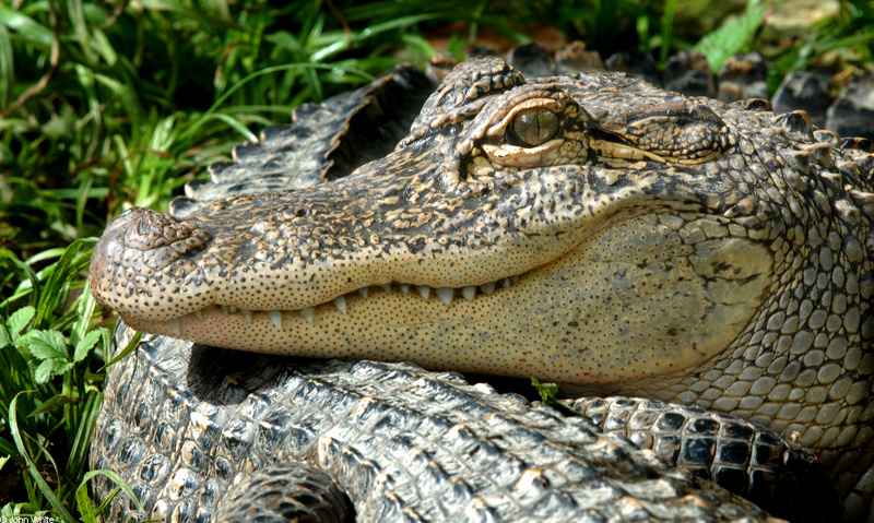 American Alligator (Alligator mississipiensis)001.JPG