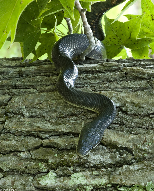 Western Rat Snake (Elaphe obsoleta).jpg