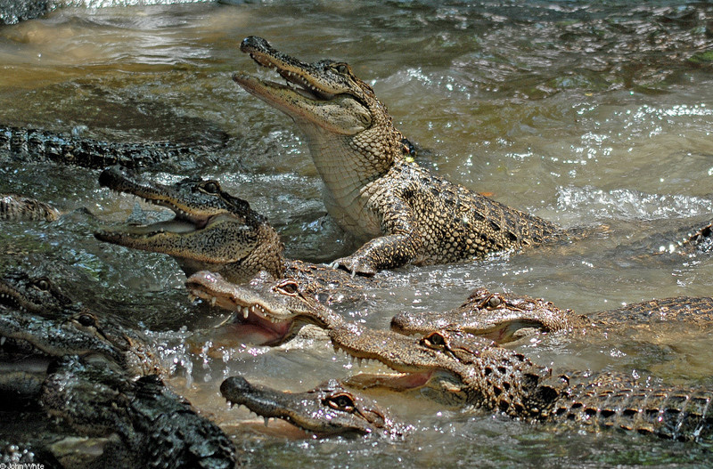 American Alligator (Alligator mississipiensis)003.JPG