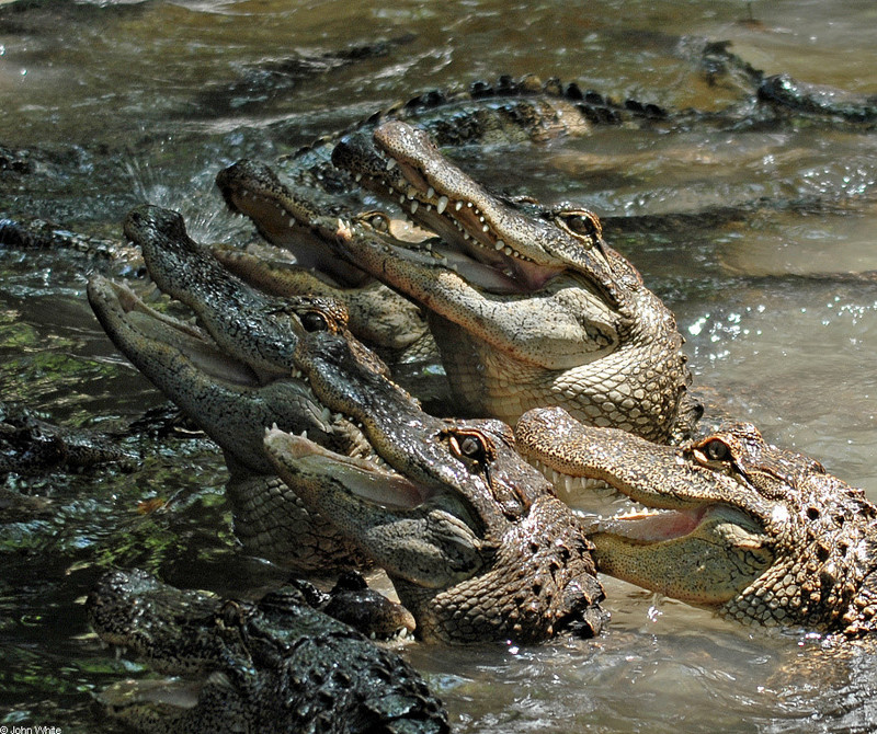 American Alligator (Alligator mississipiensis)004.JPG