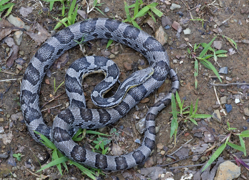 Great Plains Rat Snake ( Elaphe guttata emoryi).jpg
