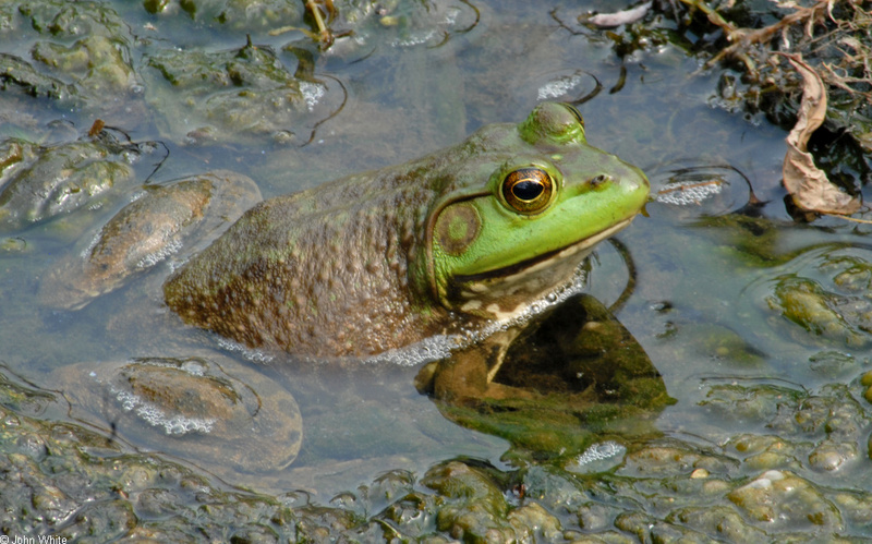 American Bullfrog (Rana catesbeiana)1003.JPG