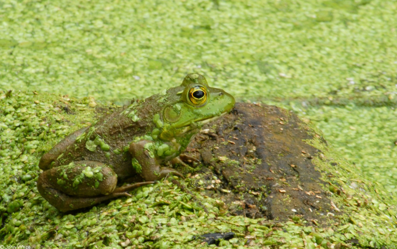 American Bullfrog (Rana catesbeiana)1004.JPG