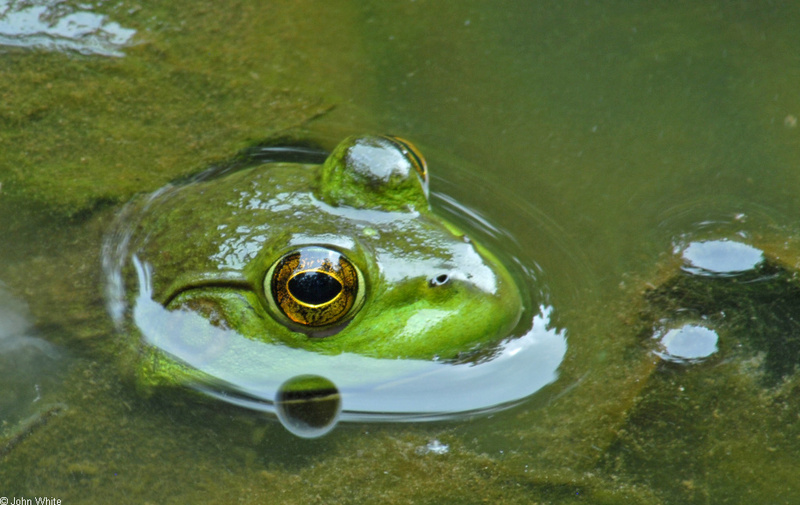 American Bullfrog (Rana catesbeiana)1007.JPG