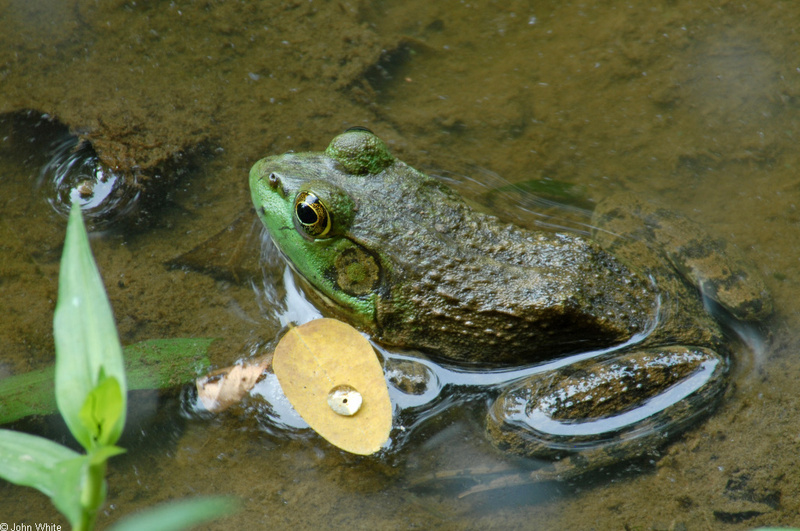 American Bullfrog (Rana catesbeiana)1008.JPG