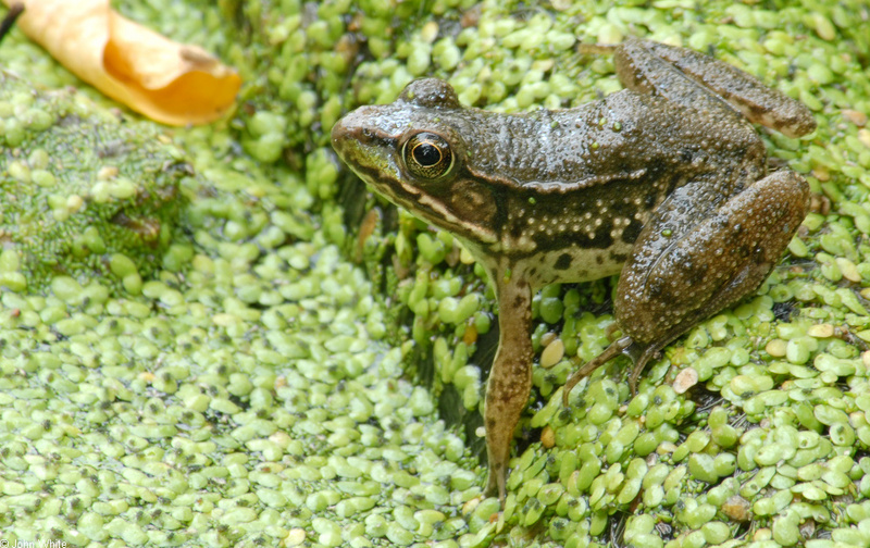 Northern Green Frog (Rana clamitans melanota) 1000.JPG