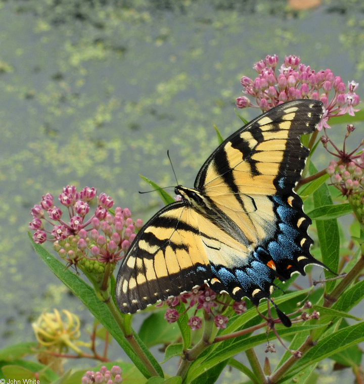 Tiger Swallowtail (Papilio glaucus)1014.JPG