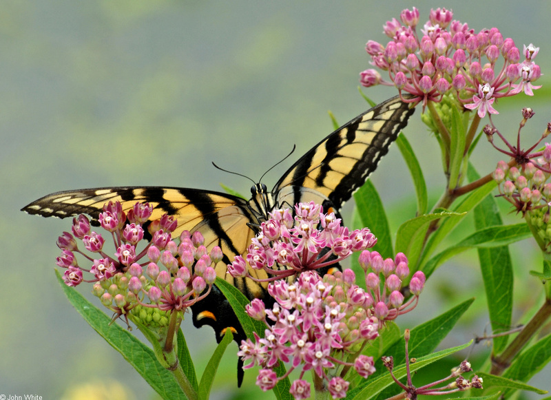 Tiger Swallowtail (Papilio glaucus)1015.JPG