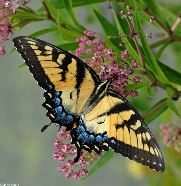 Tiger Swallowtail (Papilio glaucus)1016.JPG