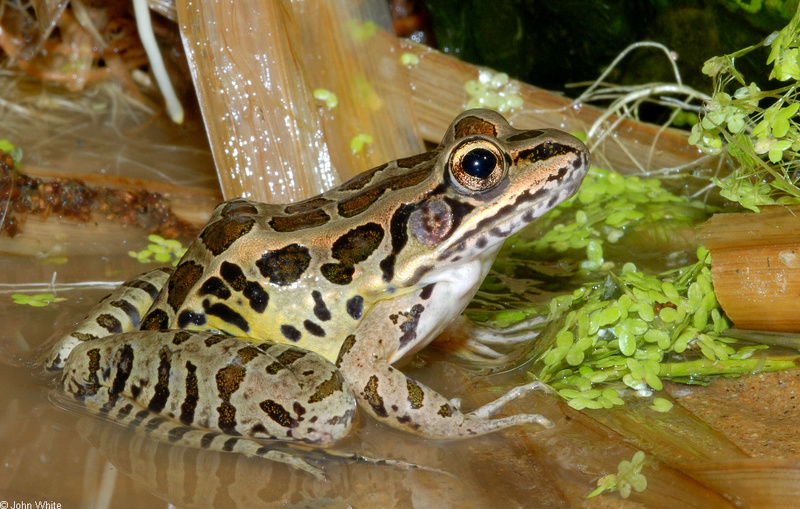 Pickerel Frog (Rana palustris)1008.JPG