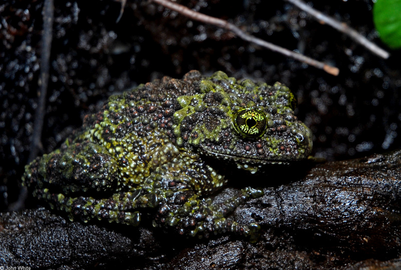mossy Frog (Theloderma corticale).JPG