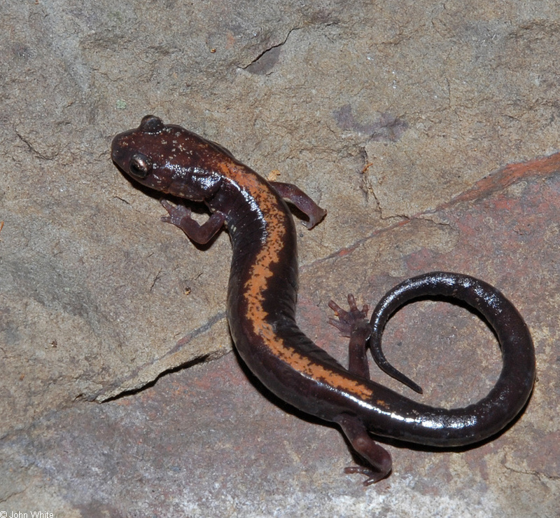 Shenandoah Salamander (Plethodon shenandoah)0002.JPG