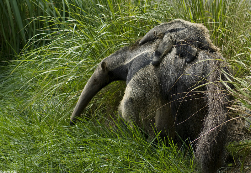Giant Anteater (Myrmecophaga tridactyla)0100.jpg