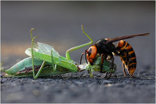 Kasei Hornet VS Mantis.jpg