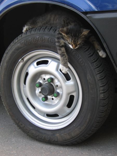 cat on tire.jpg