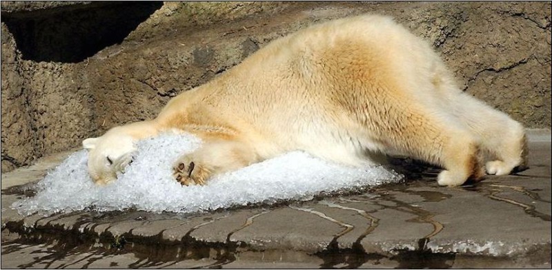Cool Bed for polar bear.jpg