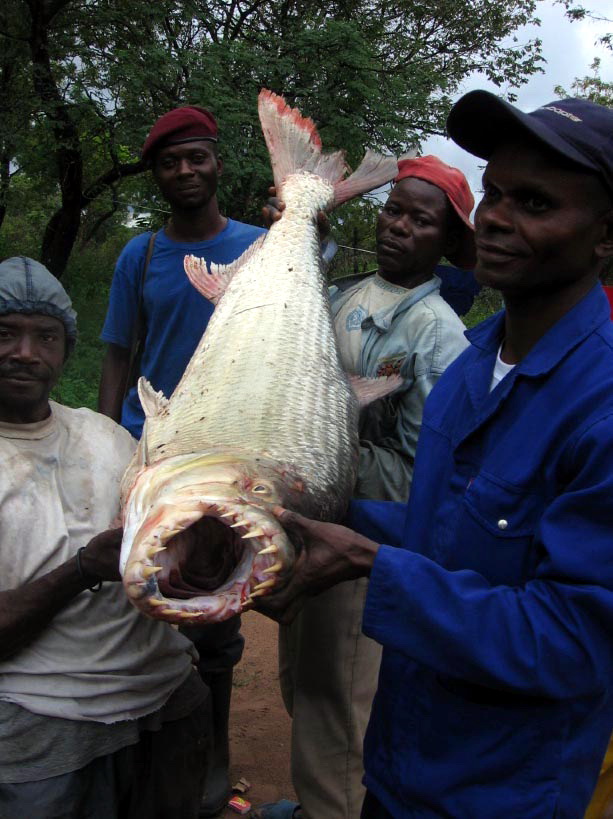 congo2-African tiger fish (Hydrocynus vittatus).jpg
