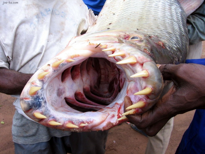 congo3-African tiger fish (Hydrocynus vittatus).jpg