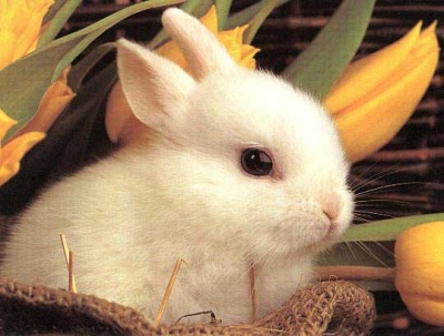 Cute Rabbit.jpg