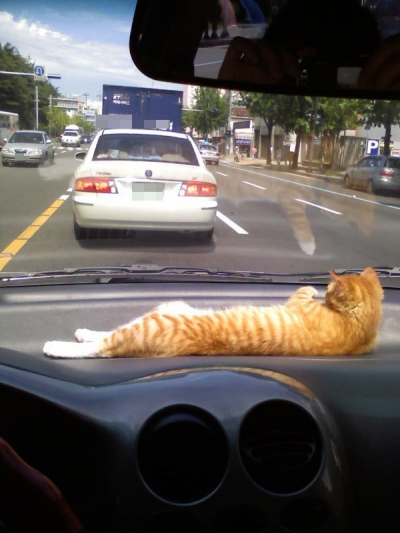 Cat the driving guide.jpg