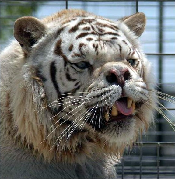 Ugly White Tiger.jpg