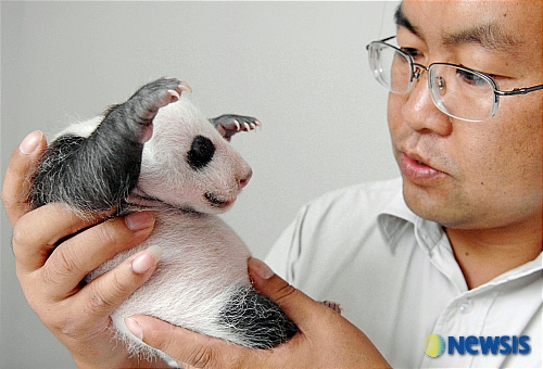 20070905 baby giant panda.jpg