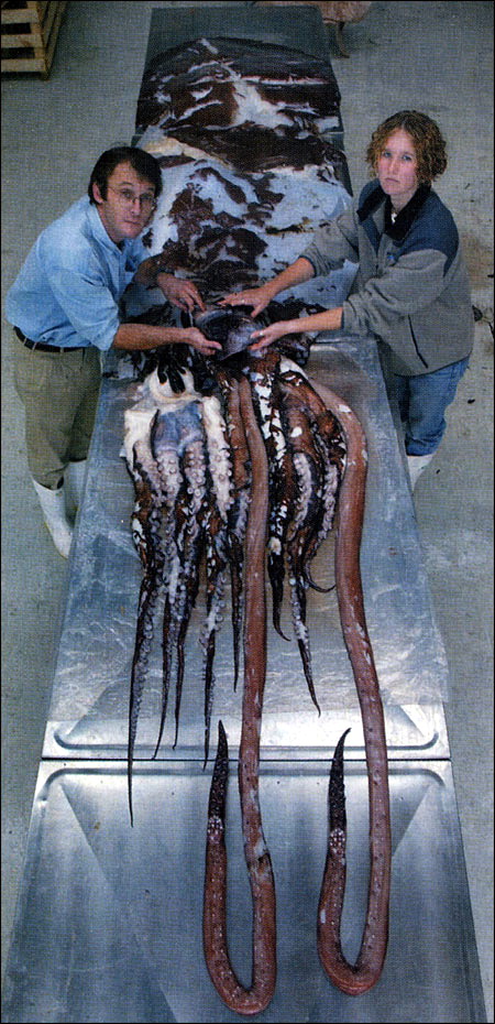 Giant Squid.jpg