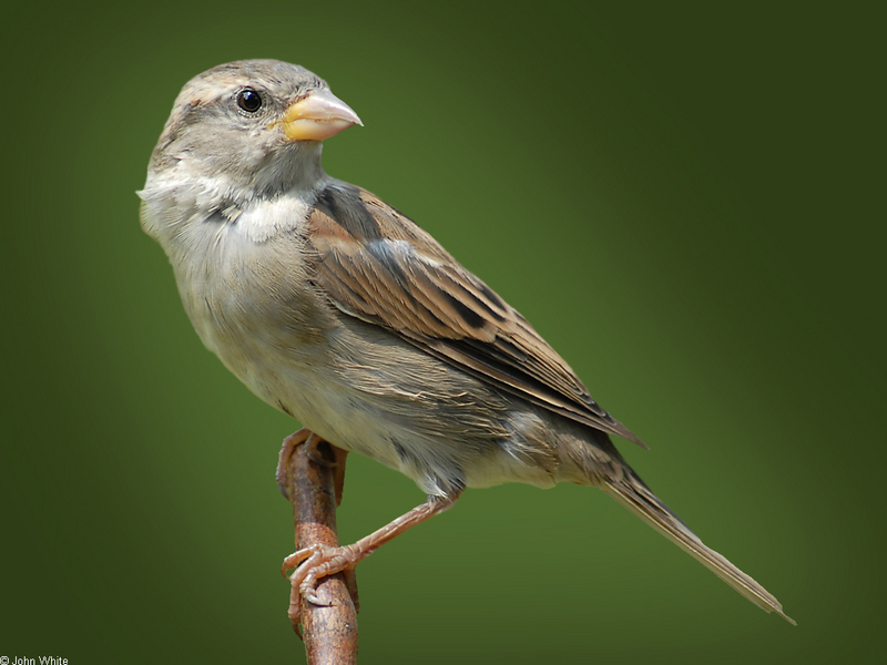 House Sparrow (Passer domesticus).jpg