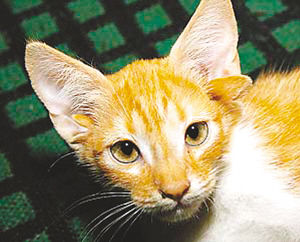six-eared cat.jpg