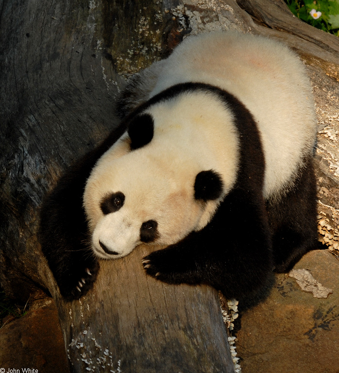 Giant Panda (Ailuropoda melanoleuca)7002.JPG