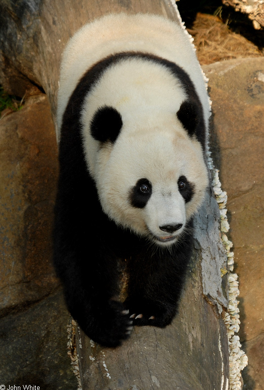 Giant Panda (Ailuropoda melanoleuca)7003.JPG