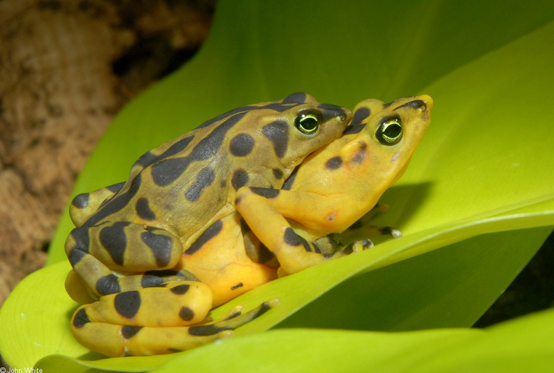 Panamanian Frog (Atelopus zeteki) in Amplexus.JPG