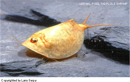 vpts-Vernal Pool Tadpole Shrimp (Lepidurus packardi).jpg