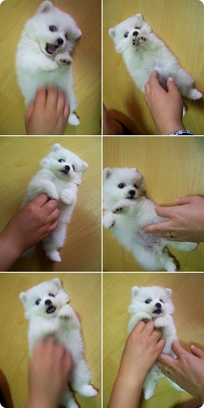 cute puppy.jpg