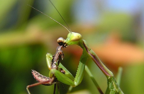 kissing mantis.jpg
