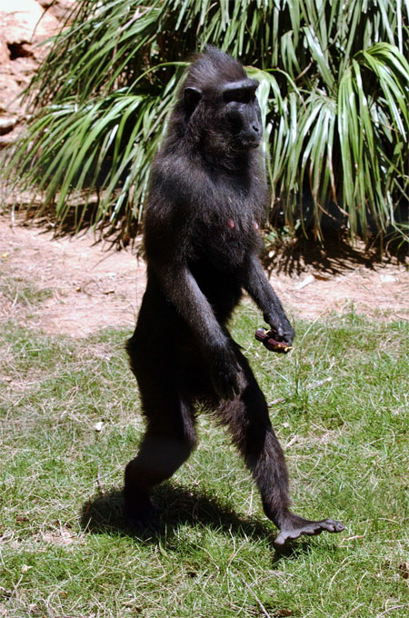 Natasha walk-black macaque.jpg